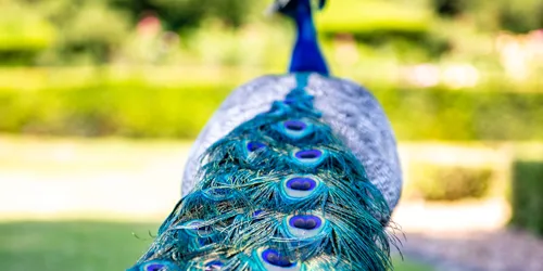 Peacock - close-up