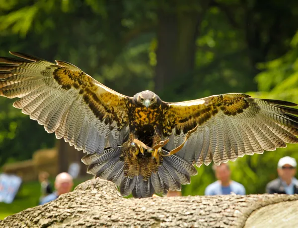Winter Birds of Prey