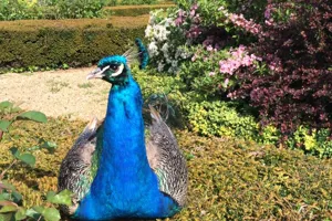 Peacock - low res
