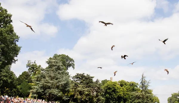 Falconers Quest Birds Of Prey